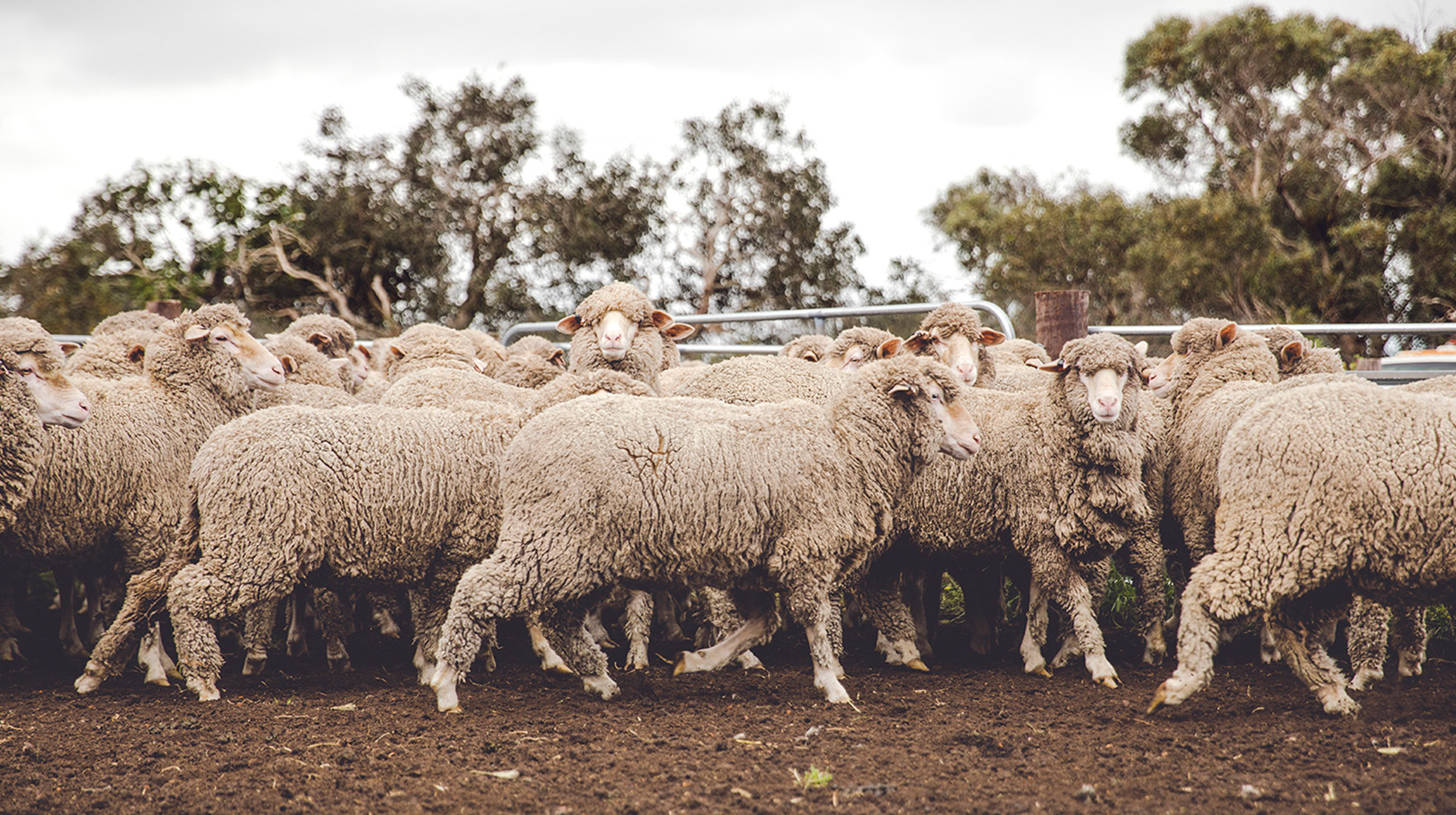 Sheep ready for shearing in a yard