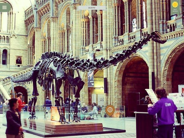 Dinosaur skeleton in a museum